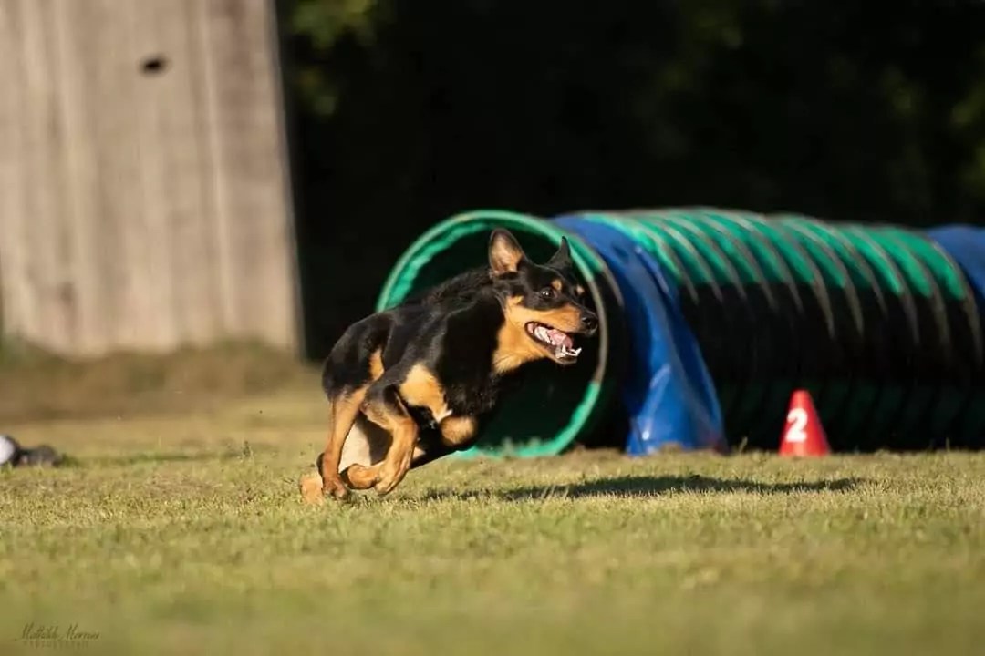 Concours Agility CASE Club agility de Sainte Euphémie