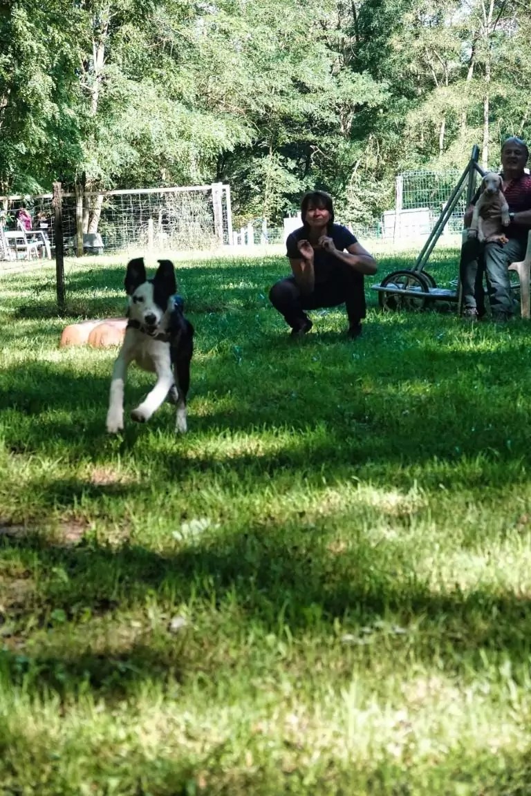 19922022. Le CASE a 30 ans ! CASE Club agility de Sainte Euphémie