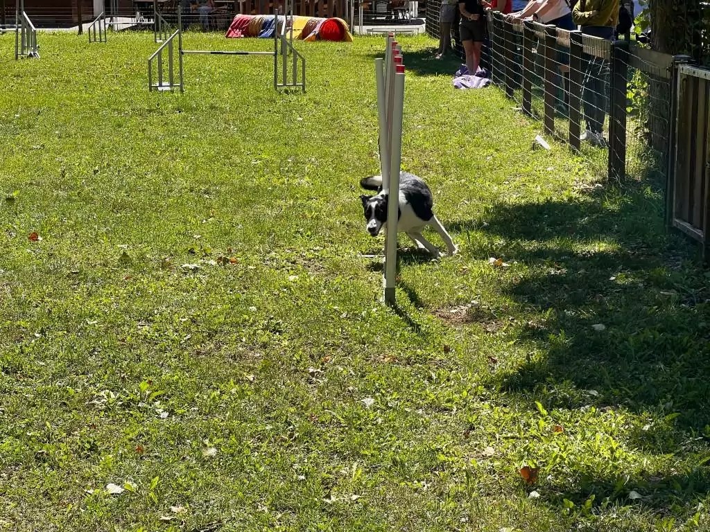 19922022. Le CASE a 30 ans ! CASE Club agility de Sainte Euphémie