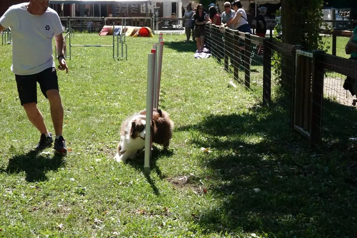19922022. Le CASE a 30 ans ! CASE Club agility de Sainte Euphémie