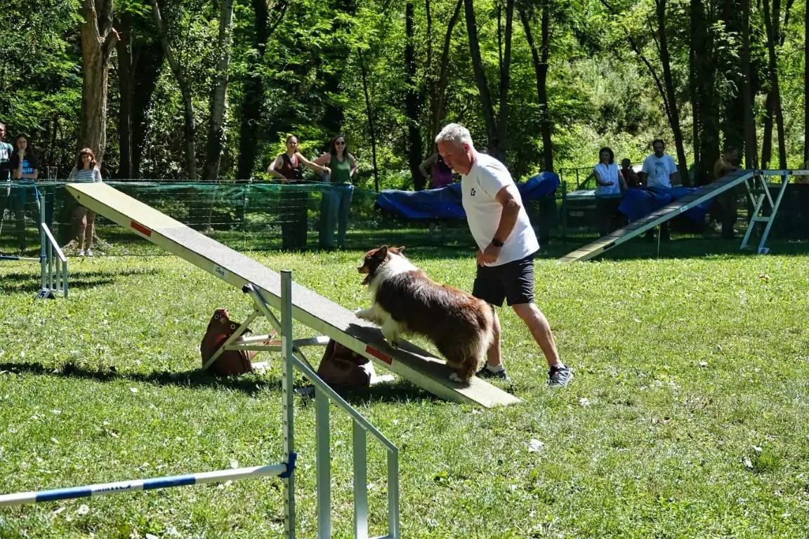 19922022. Le CASE a 30 ans ! CASE Club agility de Sainte Euphémie