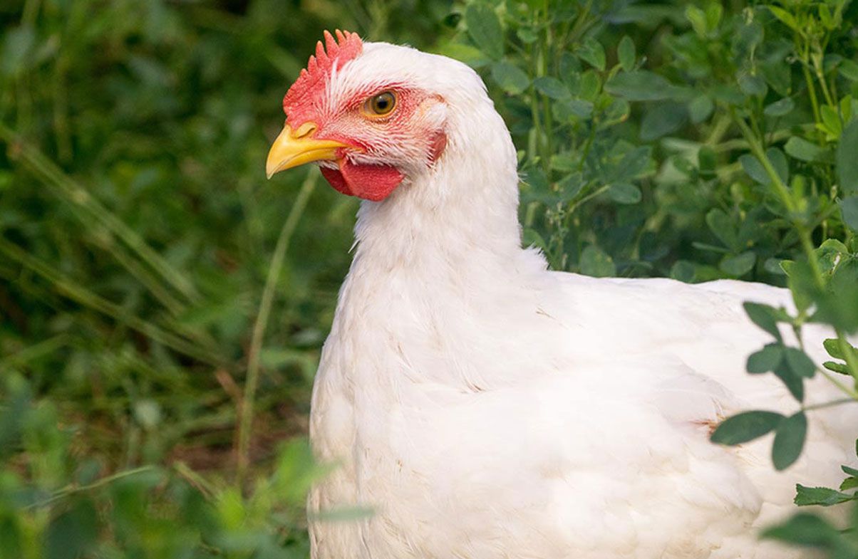 Troutman, North Carolina Poultry Farm Case Farms Chicken Case Farms