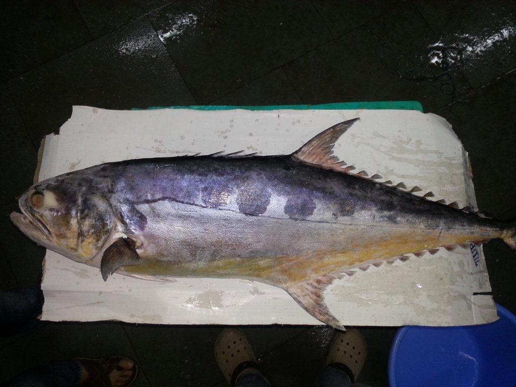 Queen Fish Caspian Trading Co.