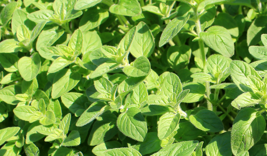 How to use the different types of wild oregano Cass Ingram