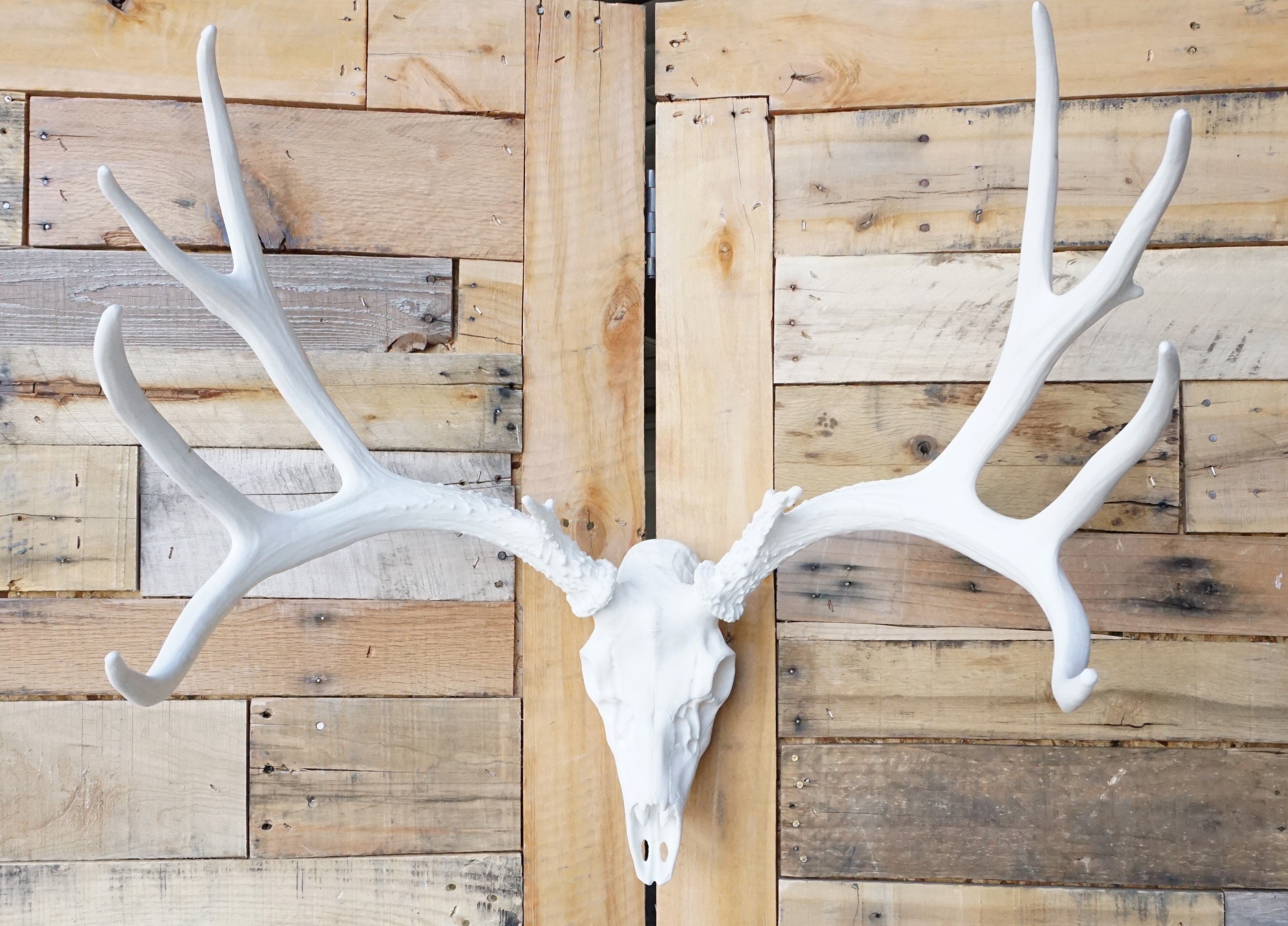 European Mule Deer Mount Cast Horn Designs