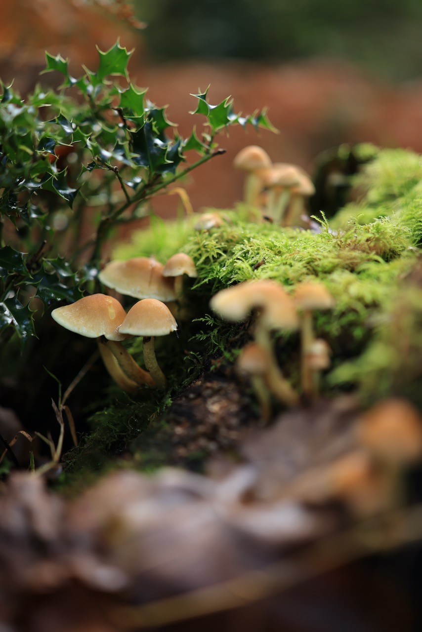 New Canon Camera Lenses For 2024! Castle Cameras