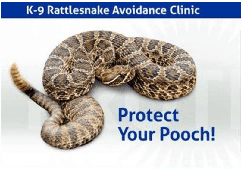 K9 Rattlesnake Avoidance Clinic will help keep pooches and owners safe