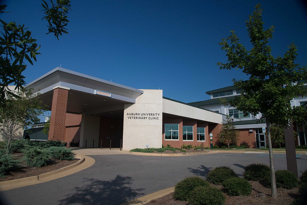 Auburn Veterinary School Castone