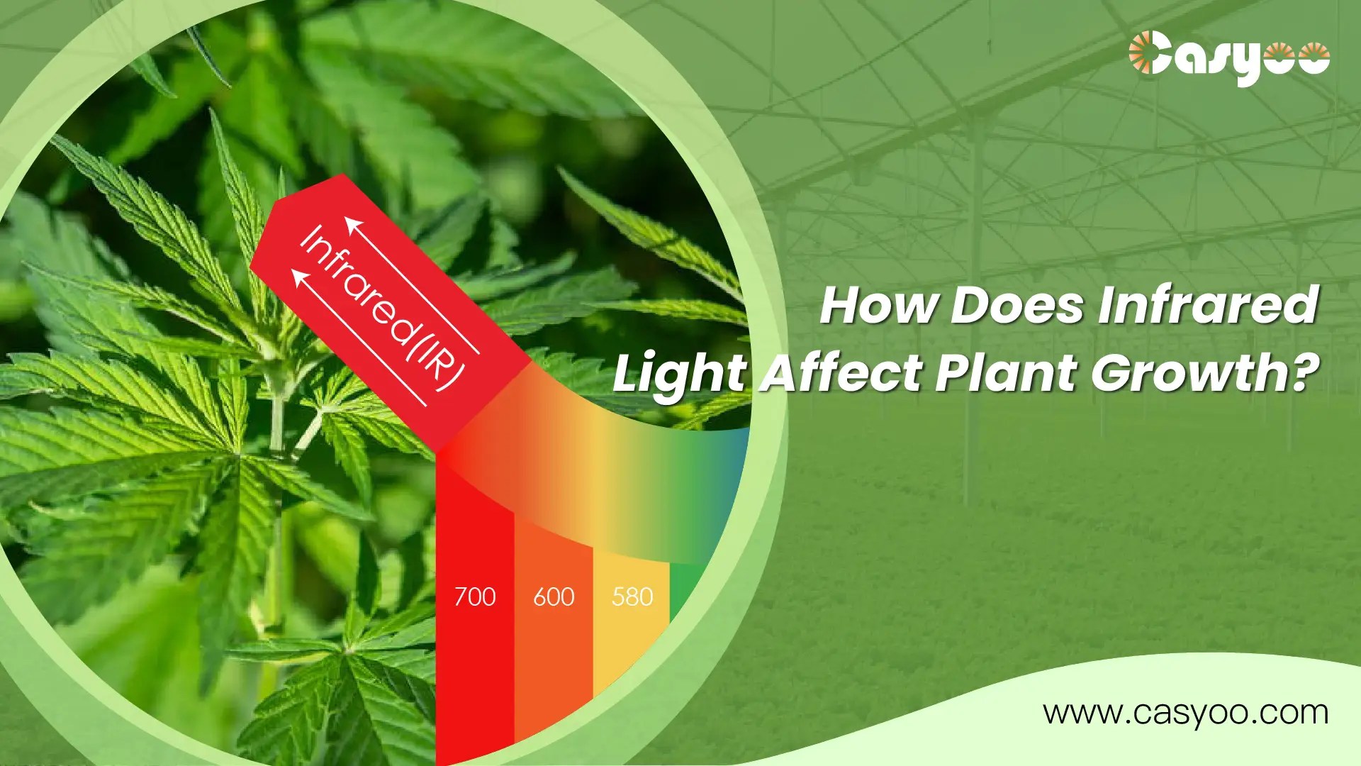 How Does Infrared Light Affect Plant Growth? Casyoo