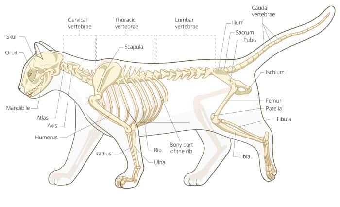 How Many Bones Do Most Cats Have In Their Tails CatWalls