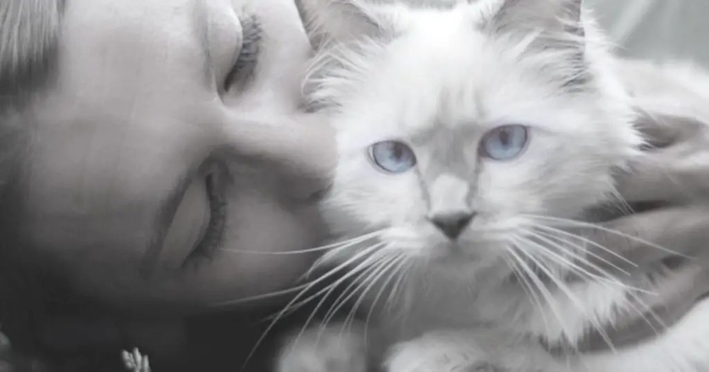 Why do Cats Disappear for Days at a Time? Cat About The House