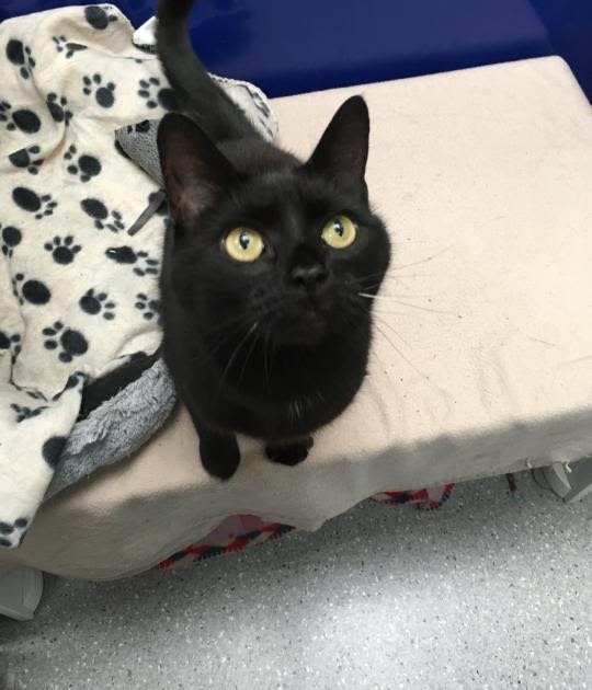 Black Cats For Adoption