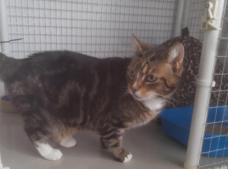 Older Cats For Adoption Cat Adoption UK