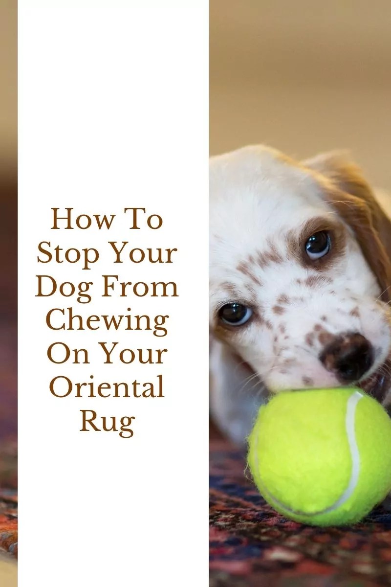 How To Stop Your Dog From Chewing On Oriental Rug Catalina
