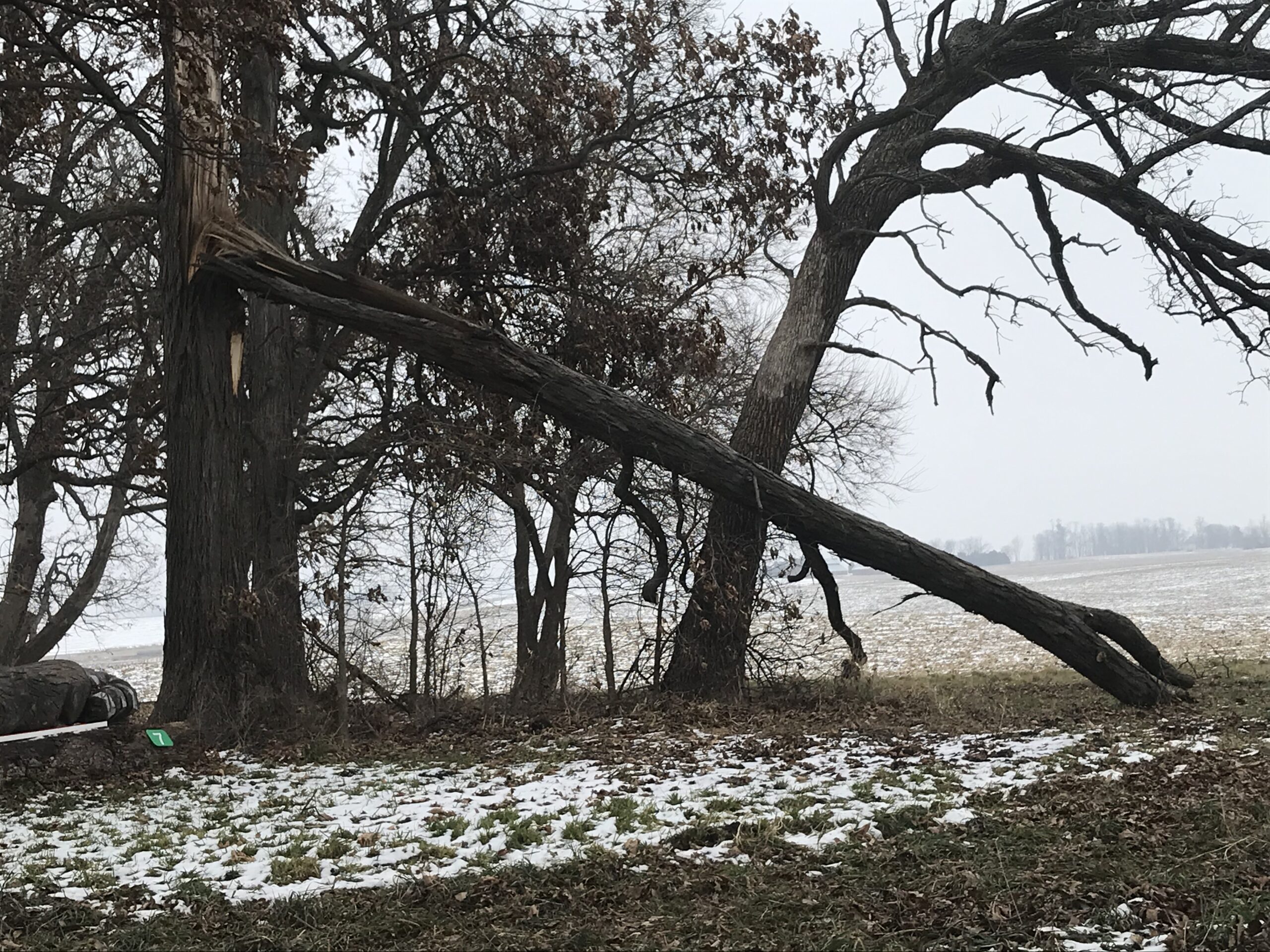 What’s Up, Catalpa?, 1 Catalpa Corner Horse Park