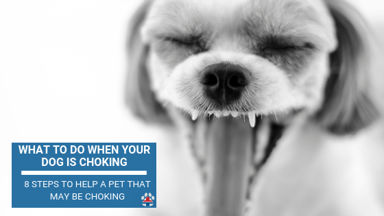 Restrain the dog if necessary. What to Do When Your Dog Is Choking | Pro Pet Hero Blog