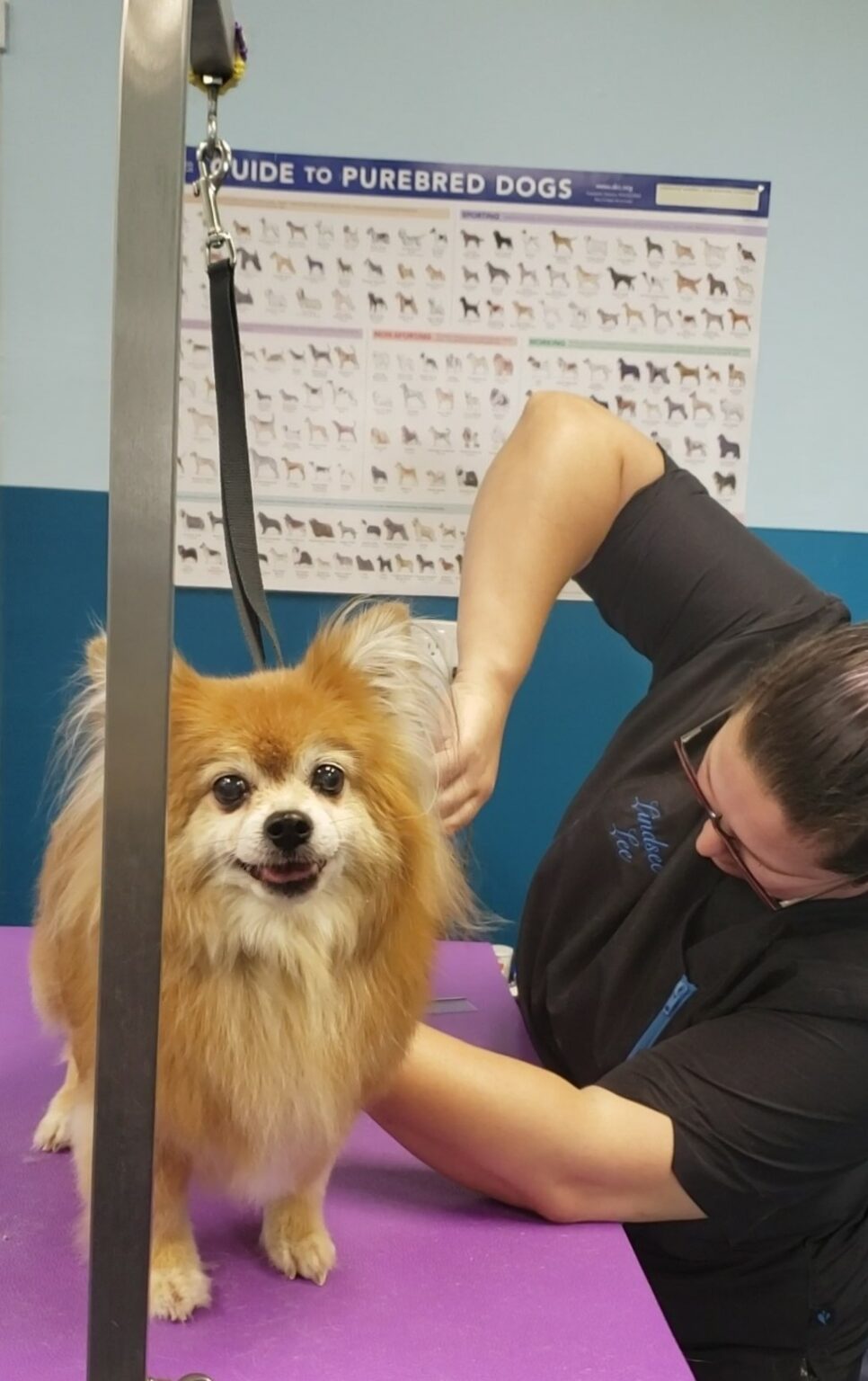 Get Your Groom on for Your Dog’s Sake Pro Pet Hero