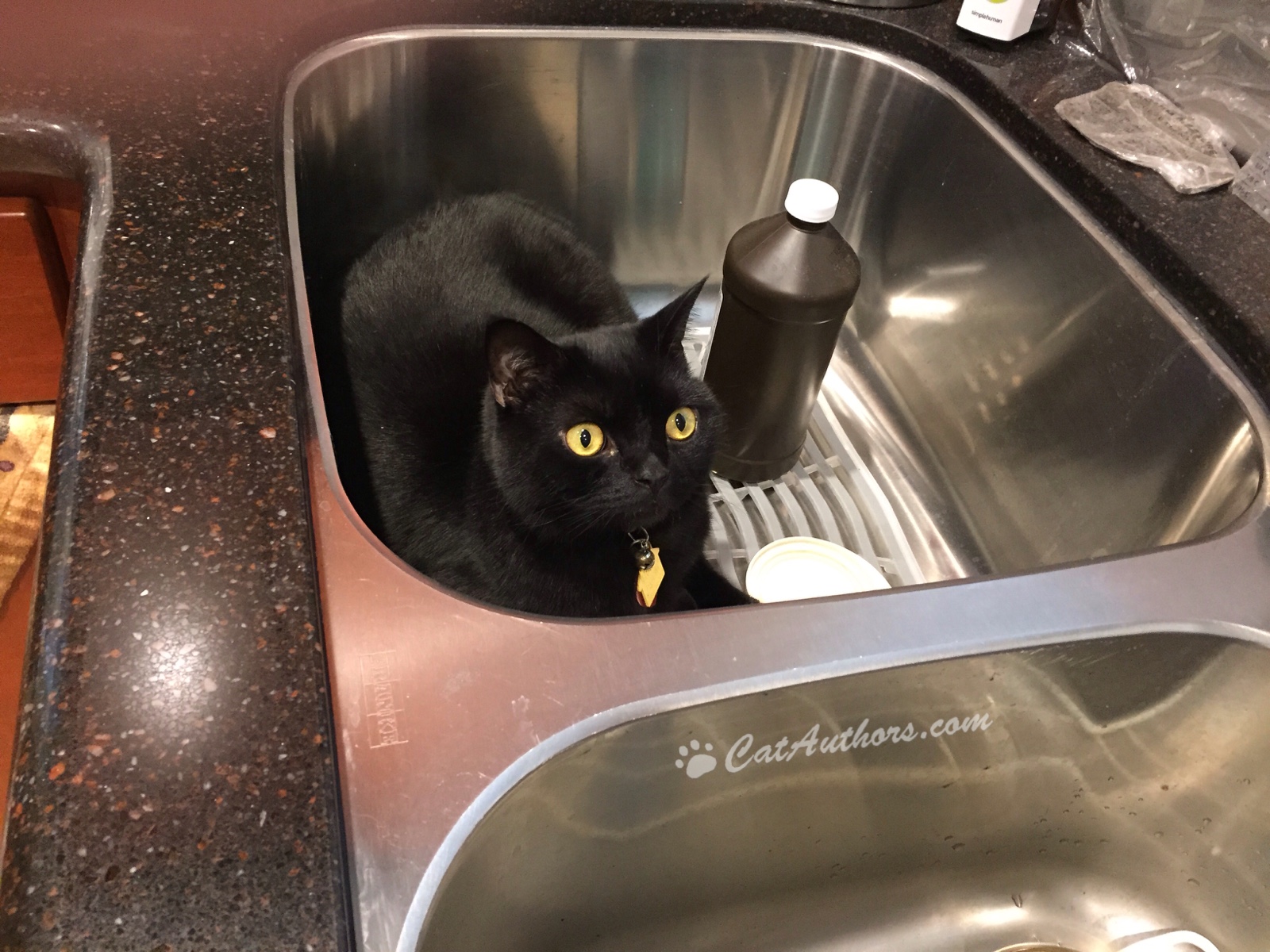 SINKS III Cat Authors