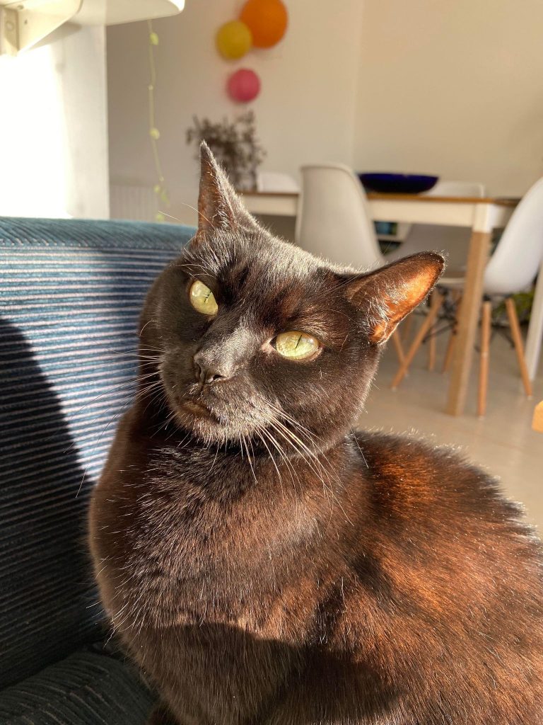 cat behaviourist Hastings