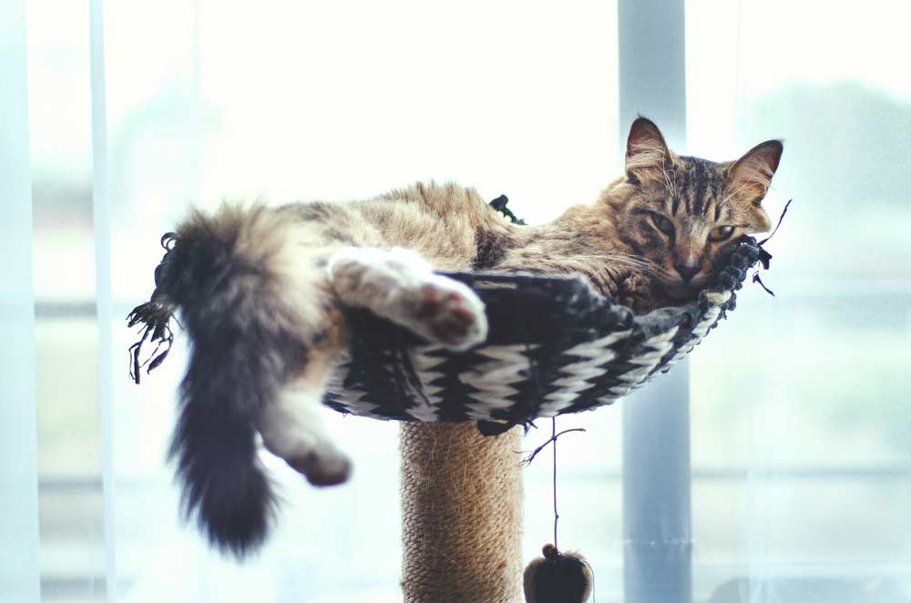 Why is My Cat Scared of Everything? Signs, Causes, Solution CatBounty