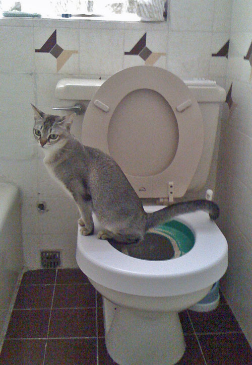 Singapura Cat Breed Info, History, Personality, Kittens, Pictures