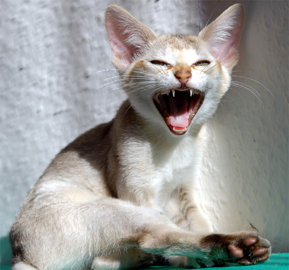 Singapura Cat Breed Info, History, Personality, Kittens, Pictures