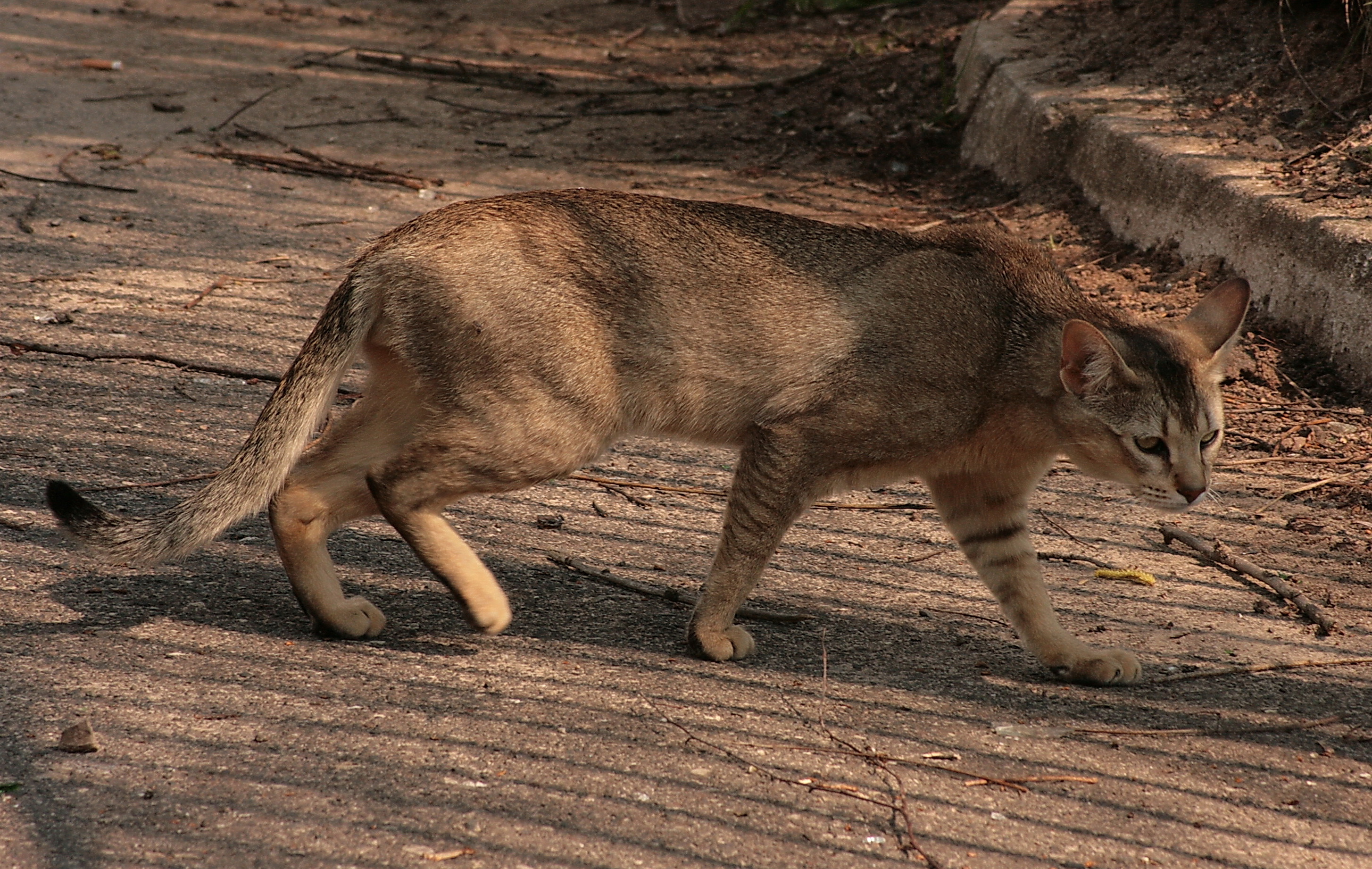 Chausie Cat Info, History, Personality, Kittens, Diet, Pictures Cat
