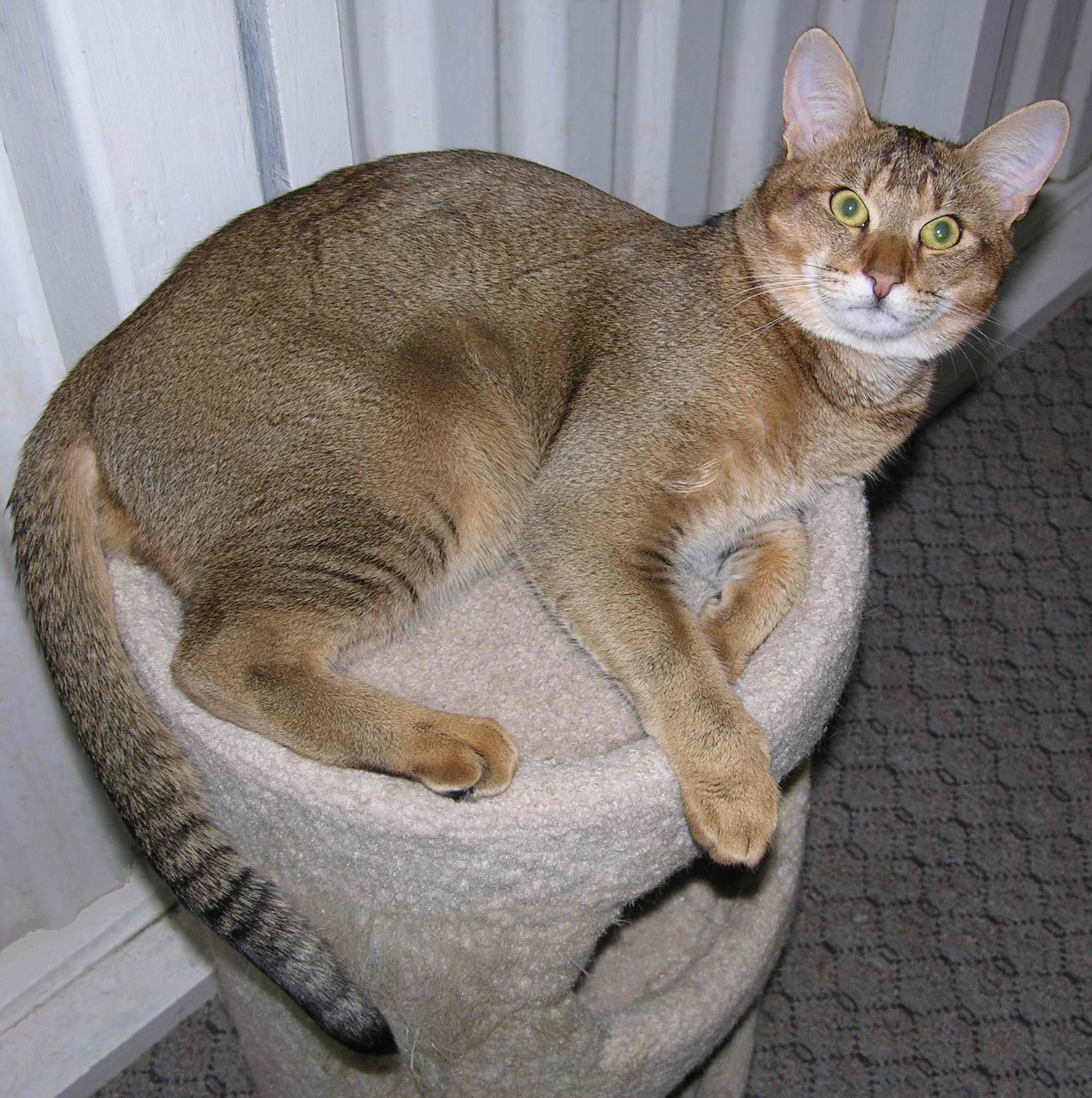 Chausie Cat Info, History, Personality, Kittens, Diet, Pictures