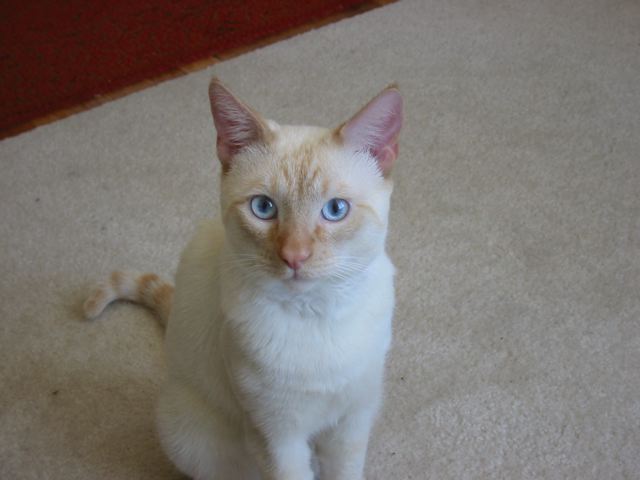 Colorpoint Shorthair Info, History, Personality, Kittens, Diet