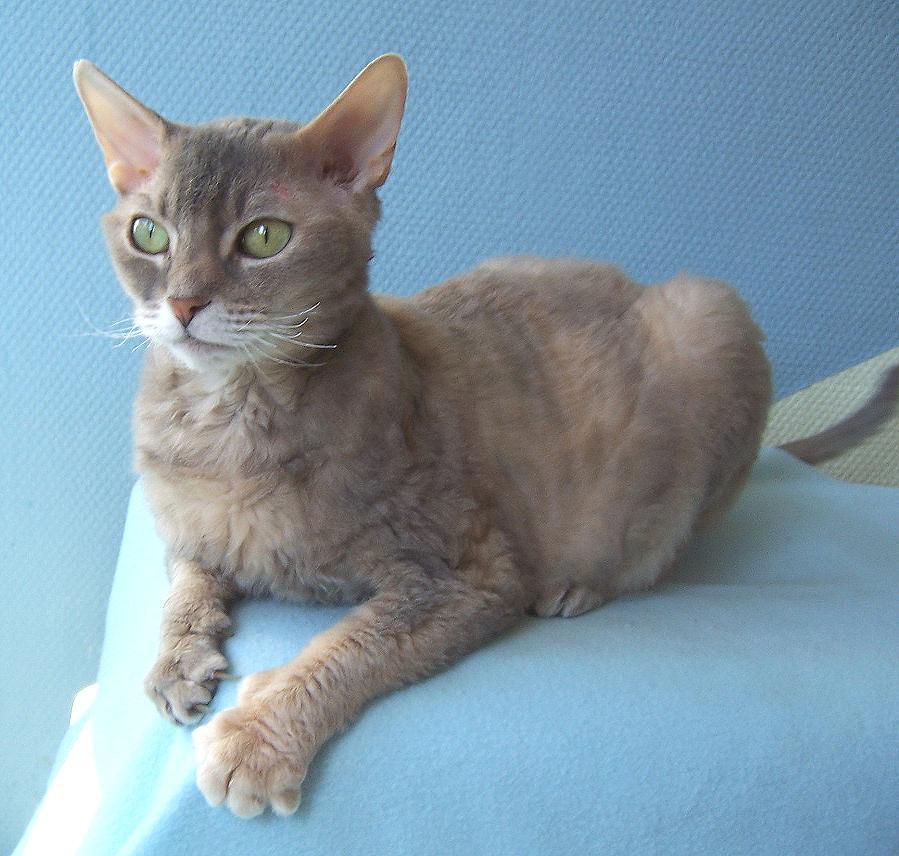 German Rex Cat Info, Temperament, Care, Pictures Cat Breed Selector