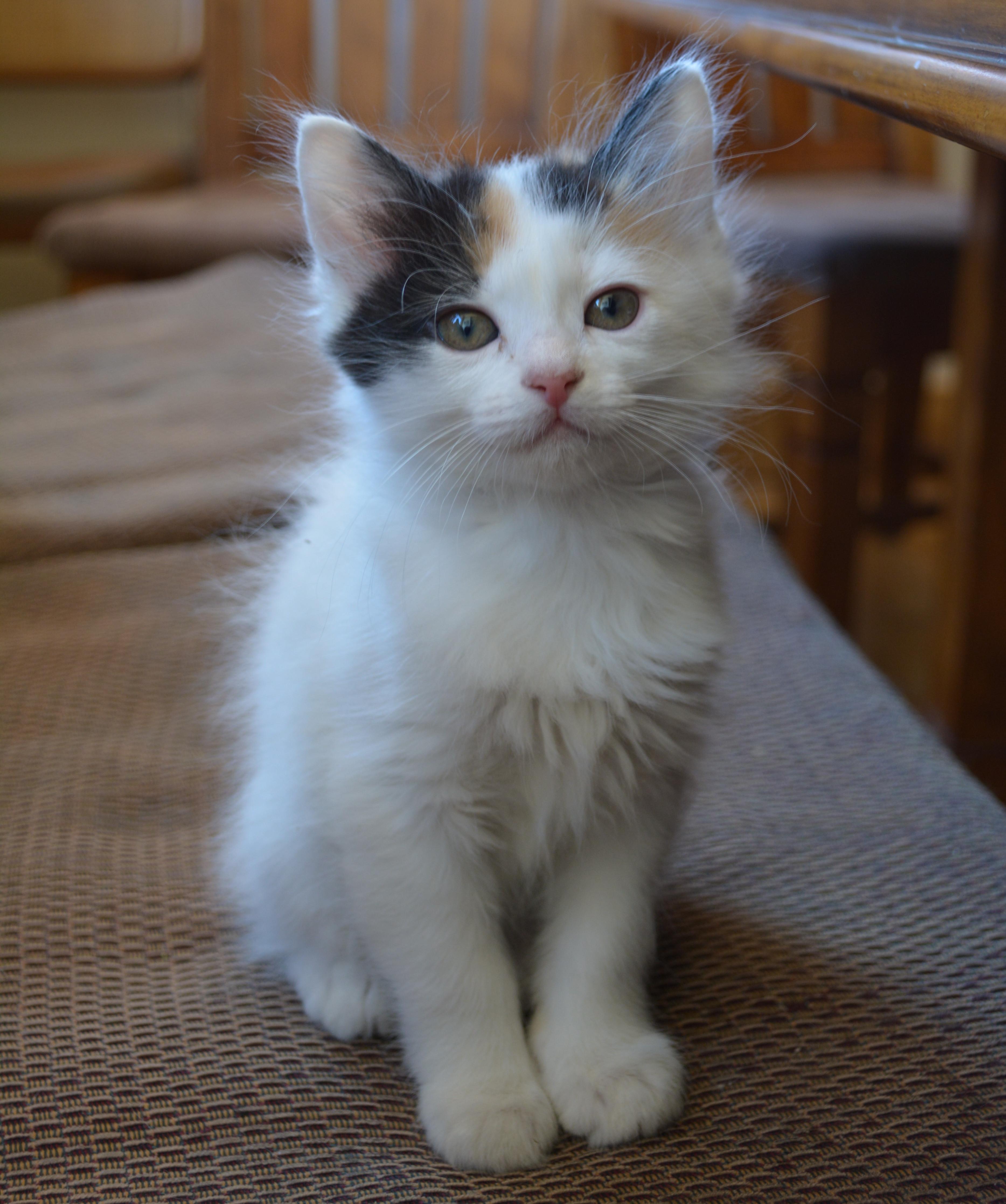Japanese Bobcat Info, History, Personality, Kittens, Diet, Pictures