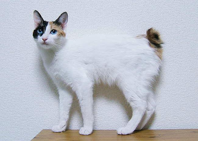 Japanese Bobcat Info, History, Personality, Kittens, Diet, Pictures
