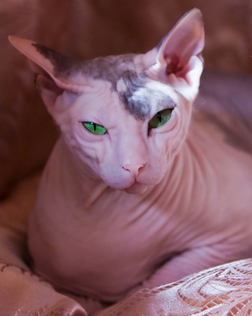 Donskoy Cat Info, History, Personality, Kittens, Diet, Pictures