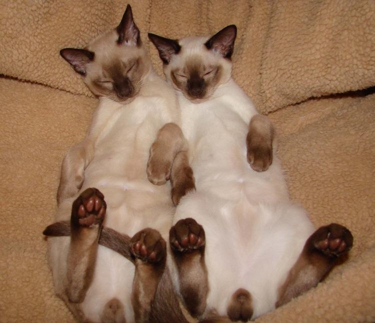 Tonkinese Cat Info, Personality, Care, Training, Kittens, Pictures