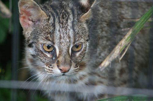 Ussuri Cat Cat Breed Selector