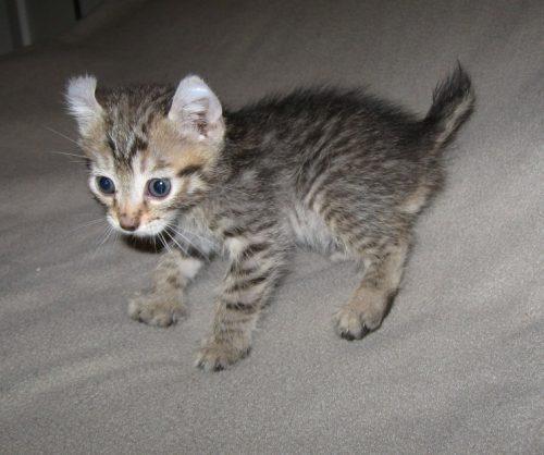 Highlander Cat Cat Breed Selector