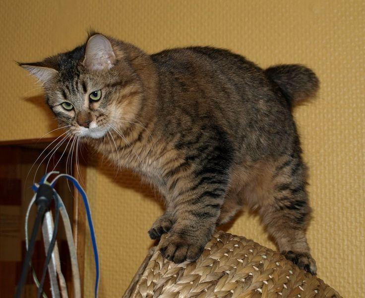 PixieBob Cat Breed Info, History, Personality, Care, Kittens, Pictures