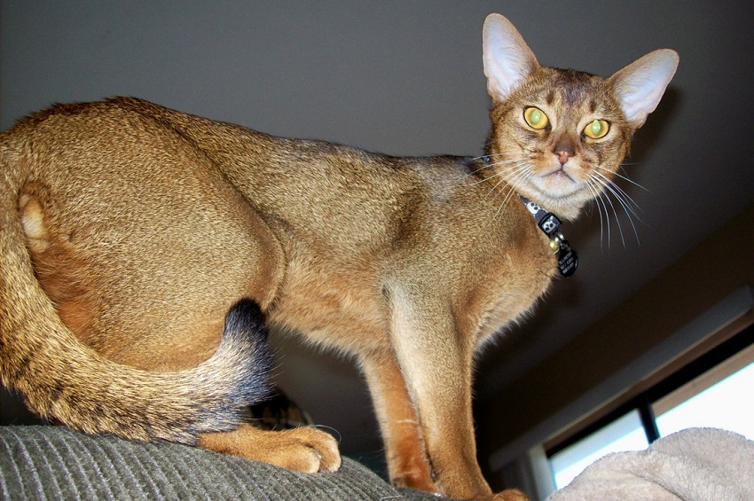 Abyssinian Cat Info, Personality, Colors, Pictures, Video