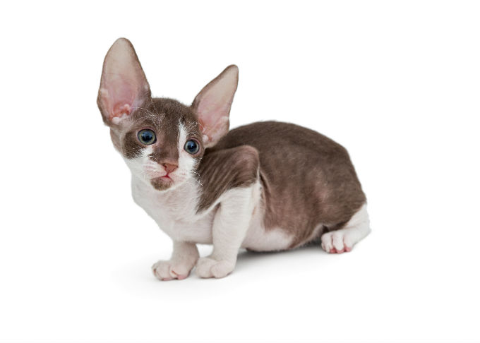 Cornish Rex Info, Kittens, Personality, Life Expectancy, Pictures, Video