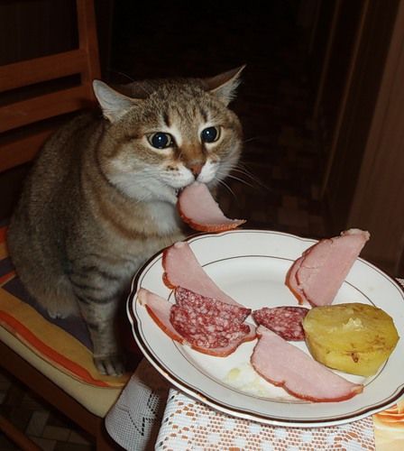 Yes, cats can eat carrots. Can Cats Eat Ham | Cat Breed Selector