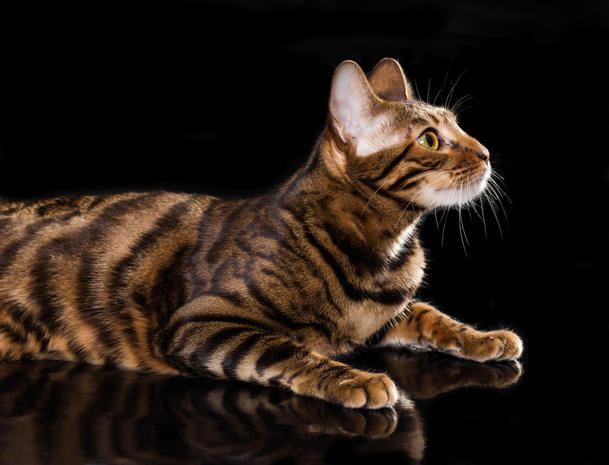 Toyger Cat Cat Breed Selector
