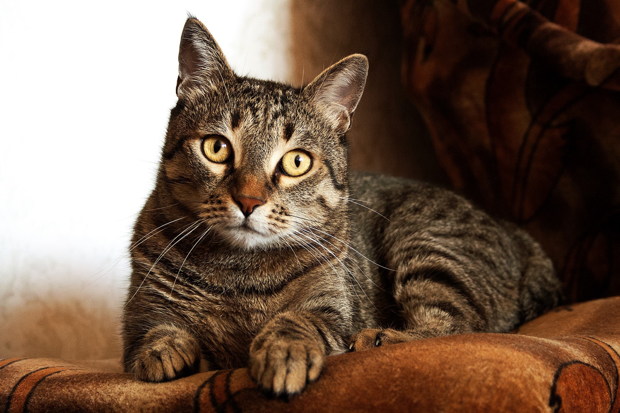 Tabby Cat Facts with Pictures