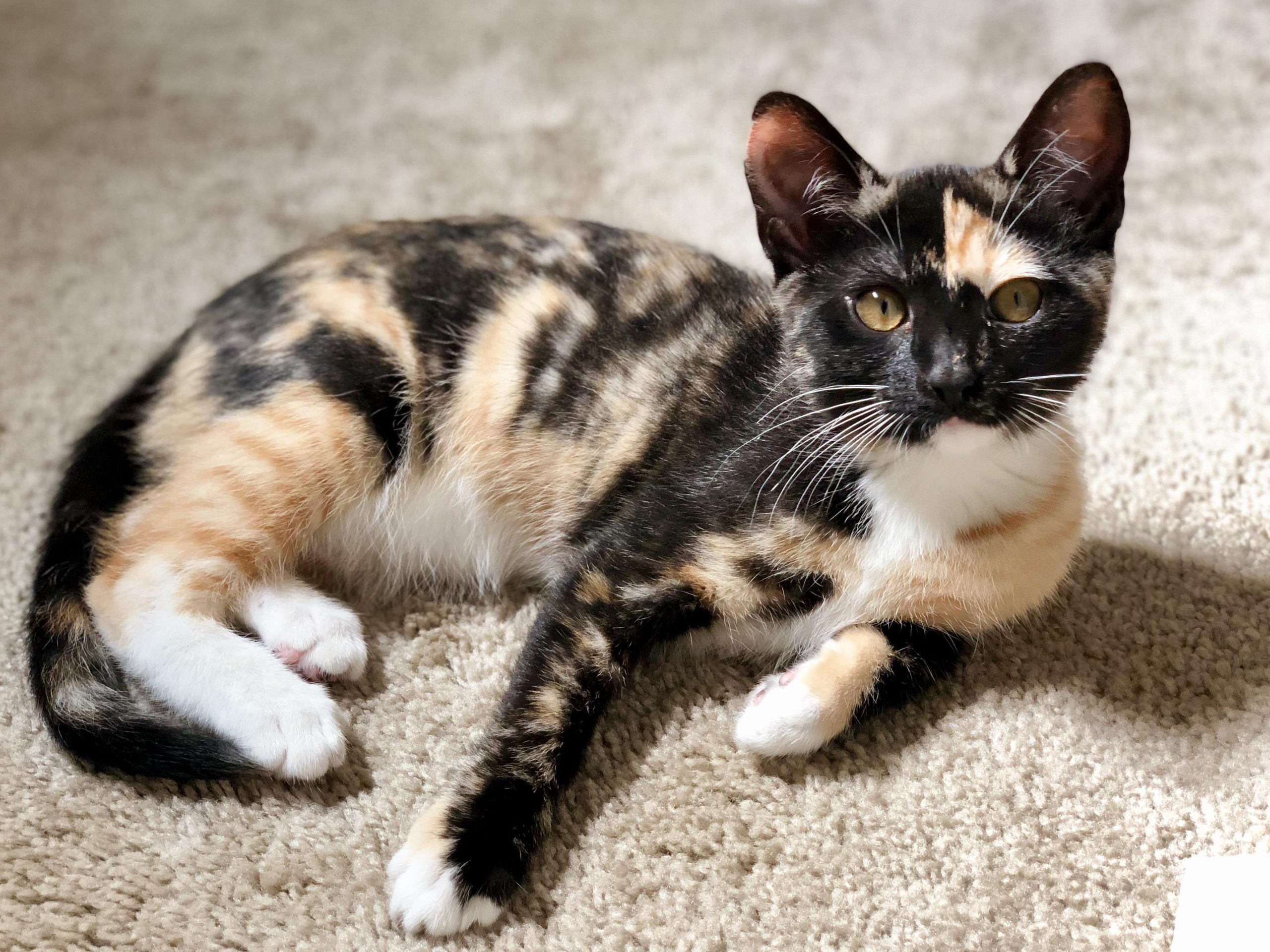 Types Of Calico Cats at Judy Mitchell blog