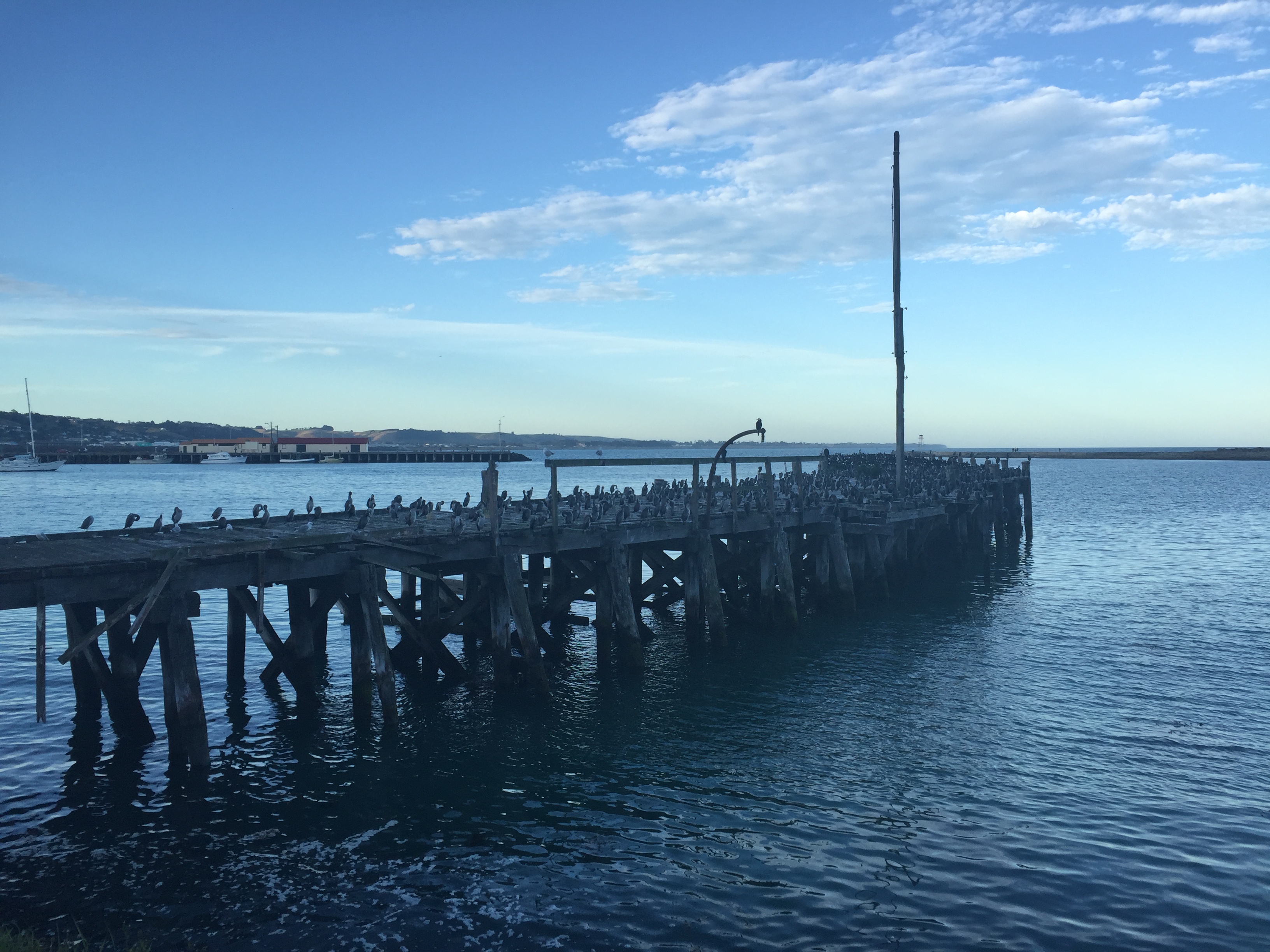 Birds on a pier, Oamaru