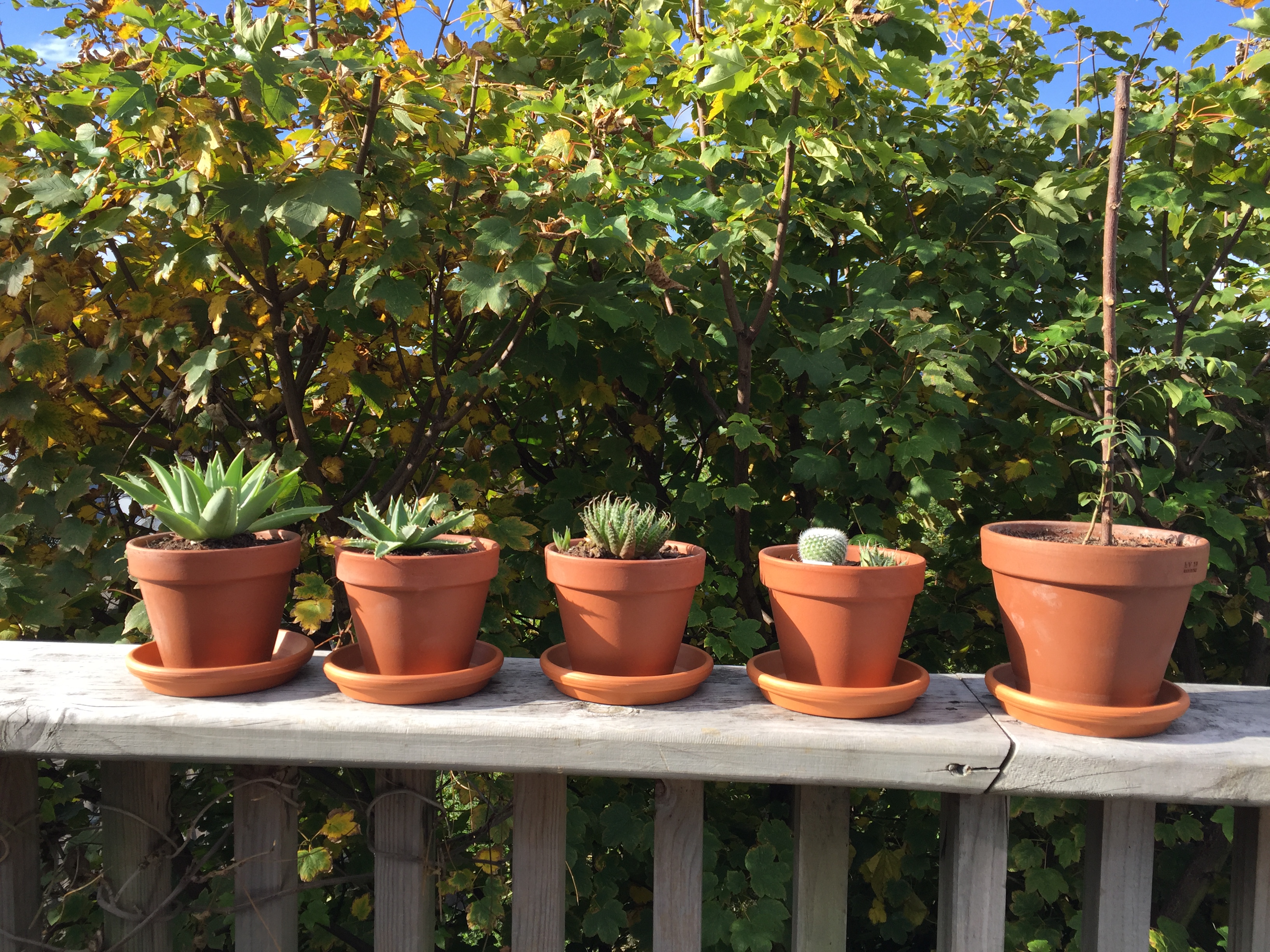 Plants in the sunshine