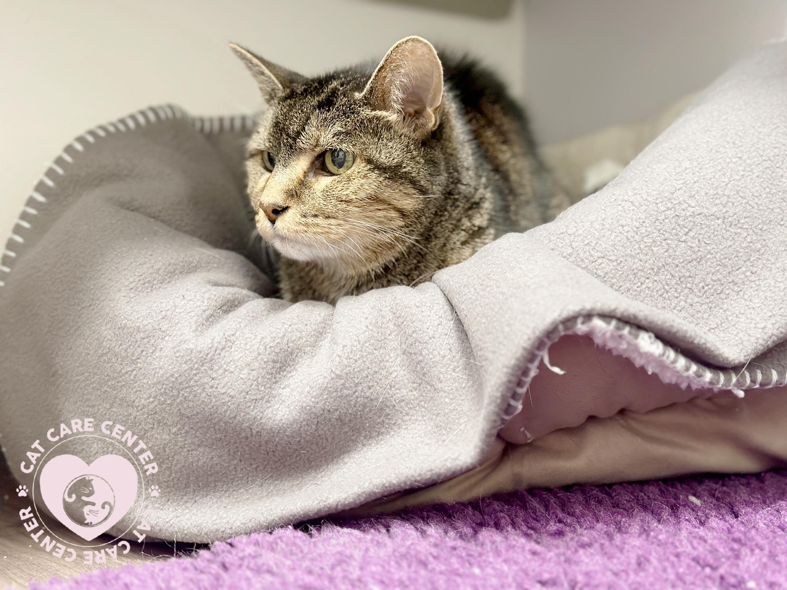 Caring For Mature, Senior and Geriatric Cats