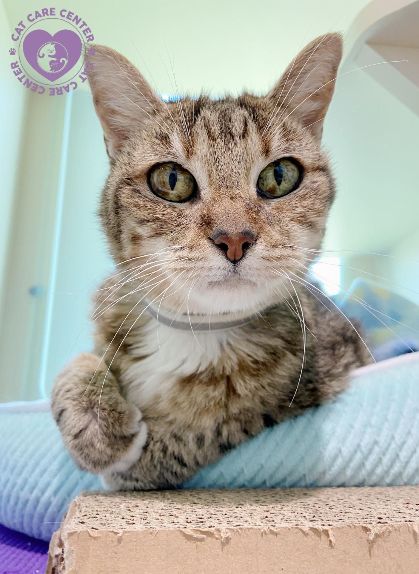 Caring For Mature, Senior and Geriatric Cats