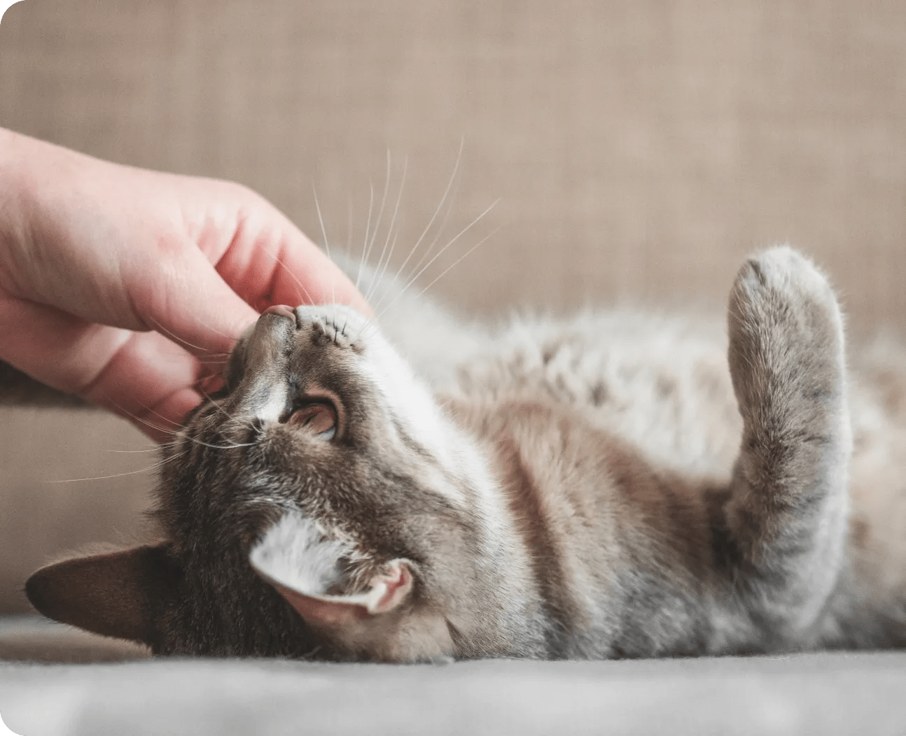 About Cat Food Advisor