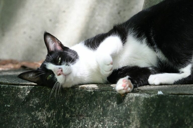 150 Cool Black and White Cat Names & Their Meanings Cat Food Point