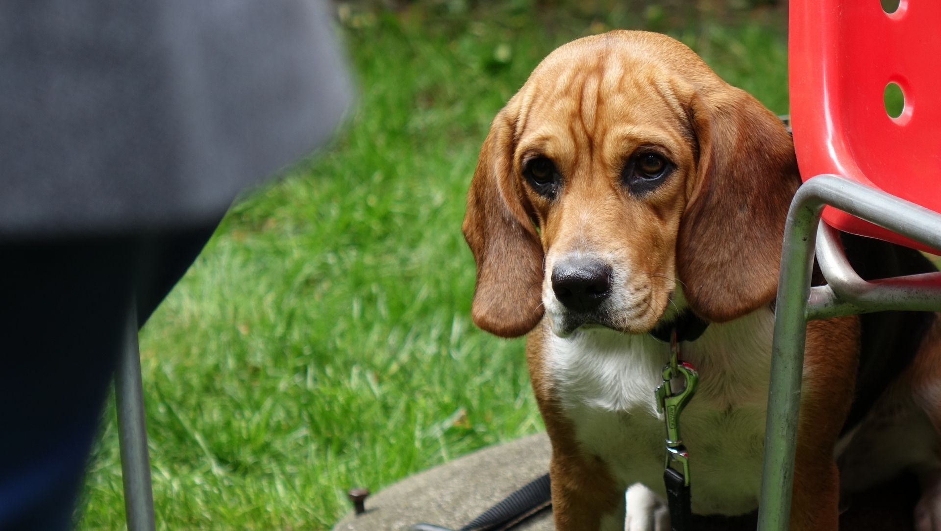 Papes entre chiens et chats 1/4 Portail catholique suisse